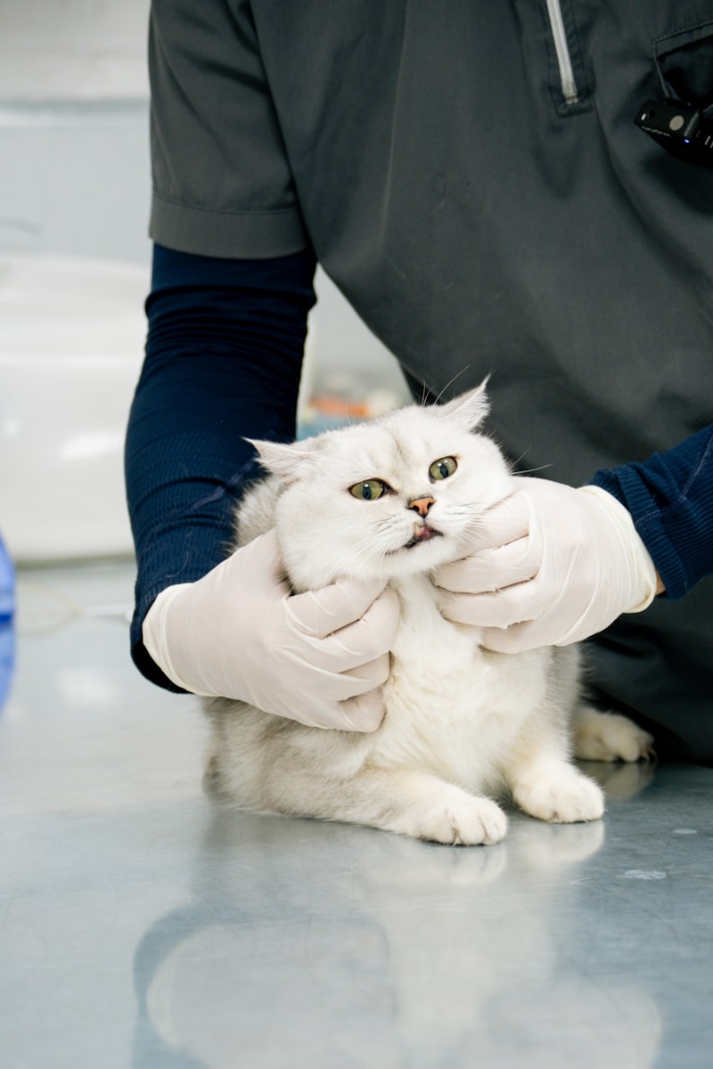 猫咪检查